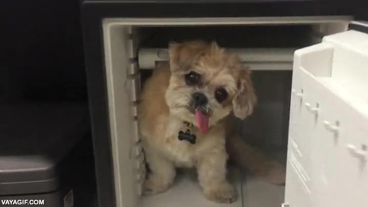 perro,especial,lengua fuera,derpy derp derp,oficina,muebles