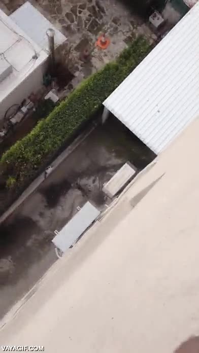 gato,pared,agarrado,cae al vacío,no le pasa nada,deben ser como 8 metros de caída,le quedan 6 vidas