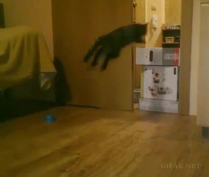 gato,salto,longitud,largo,saltar,superar,cajas,puerta