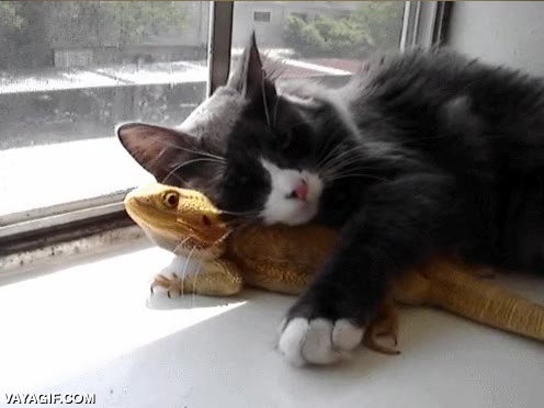 dragon barbudo,gato,calor,dormir,encima,amor muy extra&ntilde;o entre mascotas,se cree daenerys el gato