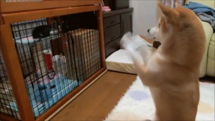perro,shiba-inu,gato,jaula,suplicar,alabar,lord gato
