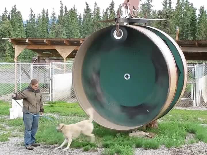 rueda,correr,velocidad,reencarnaci&oacute;n,perro,hamster