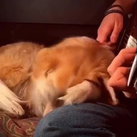 fieras,perro,golden retriever,guitarra,tocar,le da sue&ntilde;ito