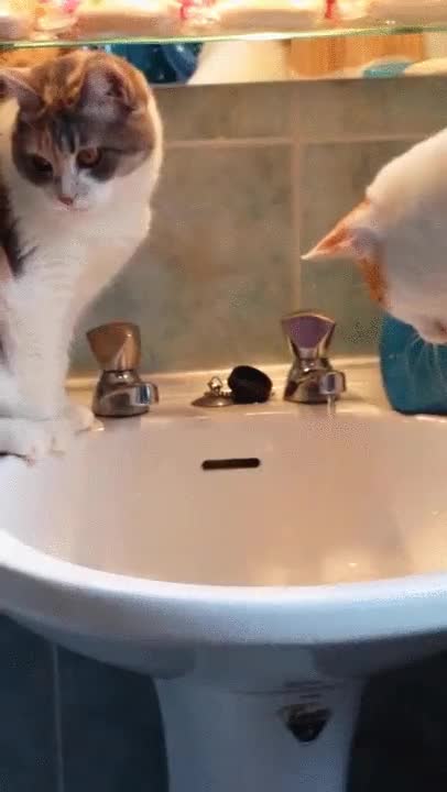 beber,grifo,gatos,pata,usar,agua,gato,ense&ntilde;ar