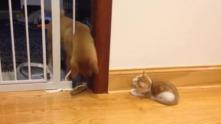 valla,cachorro,cr&iacute;a,gato,perro,jugar,protecci&oacute;n