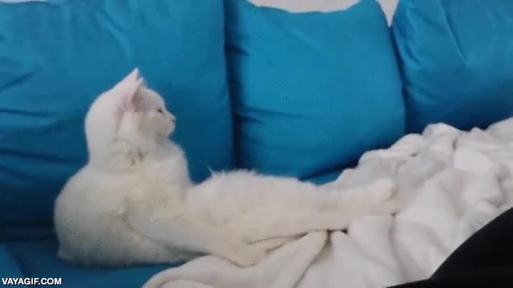 gato,mirar,tele,careto,flipar,mirada