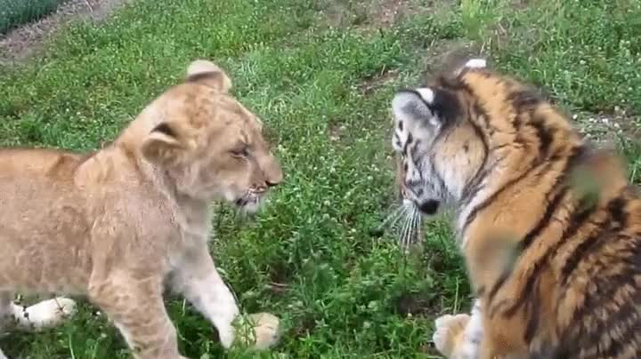 apostar,cachorros,jugar,tigre,leon,cr&iacute;a,bebes,adorables hasta decir BASTA!