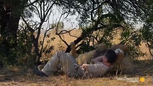 gato,grande,leon,jugar,estirarse,humano,qué impresión