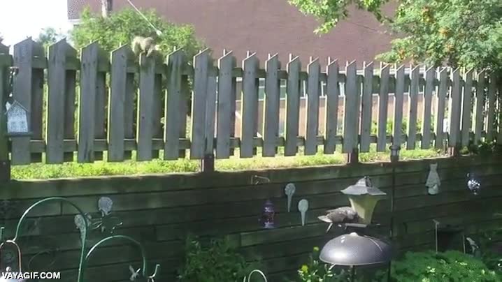 saltar,volar,palomas,pajaros,salto,comedero