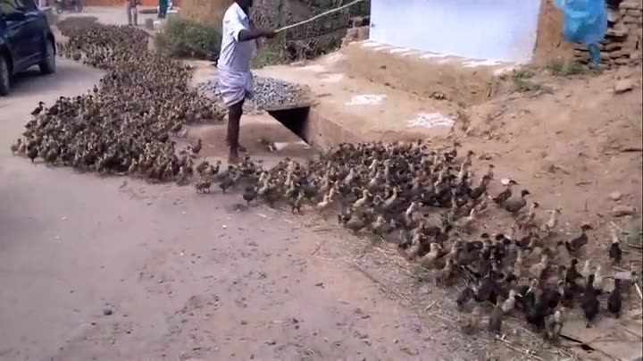 vaya reba&ntilde;o,pato,patos,patitos,manejar,controlar