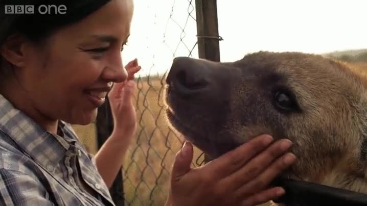 corazon,hiena,es como un perrito grande,perro,rascar,acariciar