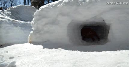 perro,perrito,pelota,escoba,hueco,pelotita