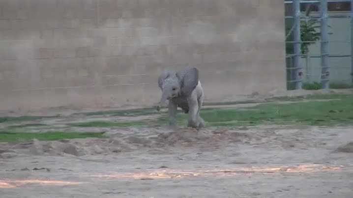 elefante,cr&iacute;a,elefantito,cargar,correr,mucha velocidad,adorable,tierno