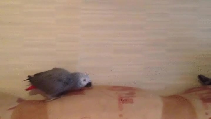 loro,pajaro,ave,gato,gatito,parece que el gato le est&eacute; diciendo eso,sofa,acechar