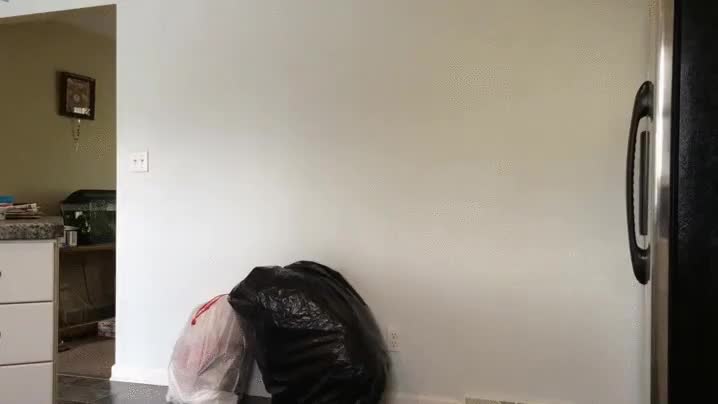 novia,troll,susto,bolsa de basura,asustar,sacar,la reacción del tío es muy varonil