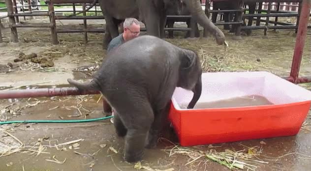 elefante,cría,baño,bañarse,al agua,torpe