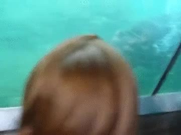 padre,madre,ense&ntilde;ar,cr&iacute;a,cachorro,hipopotamo,zoo,mostrar,cristal