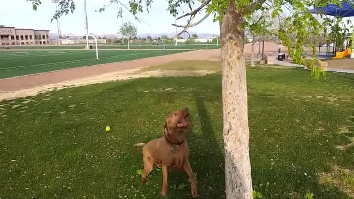 rama,arbol,palo,perro,morder,arrancar,menuda potencia de mandibula