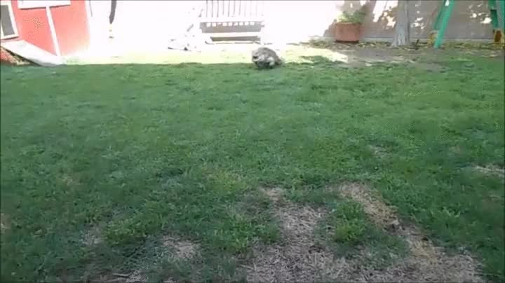 dragon,en realidad es una iguana grande,como entrenar a tu drag&oacute;n,llamar,venir