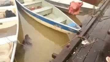 devorar en segudos,comer,pirañas,rio,brasil,mejor no caerte al agua