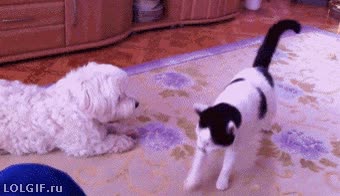 perro,gato,oler,parte trasera,en toda la cara,troll