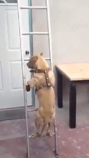 subir,escaleras,de mano,trepar,perro,no es nada f&aacute;cil