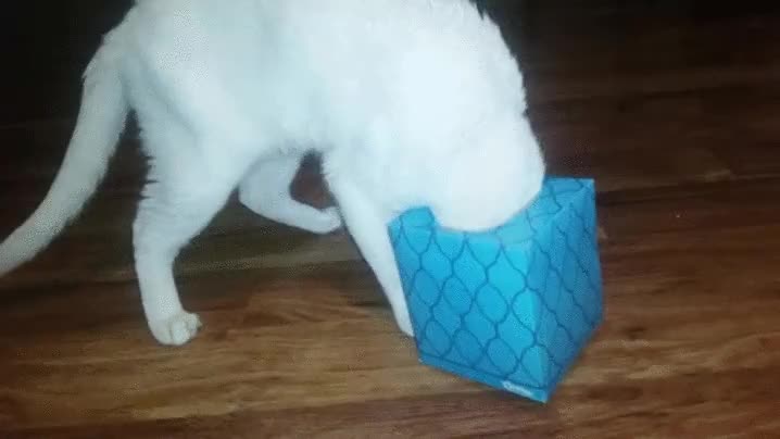 caja,tissues,pa&ntilde;uelos,gato,agujero,meter la cabeza,atrapado,fail