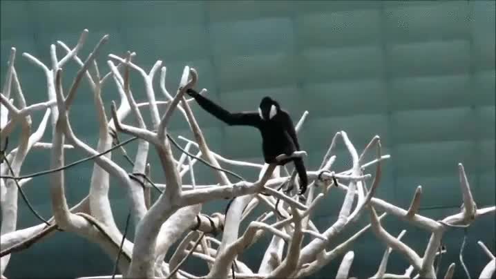 mono,monos ara&ntilde;a,arboles,supongo que es un zoo,agilidad