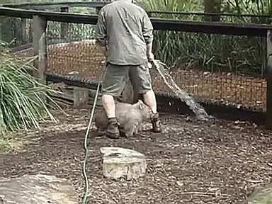 wombat,marsupial,jugar,cuidador,zoo,refugio,como un perrito