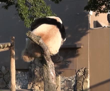 peso,soportar,rama,romper,caer,fail,oso panda,arbol