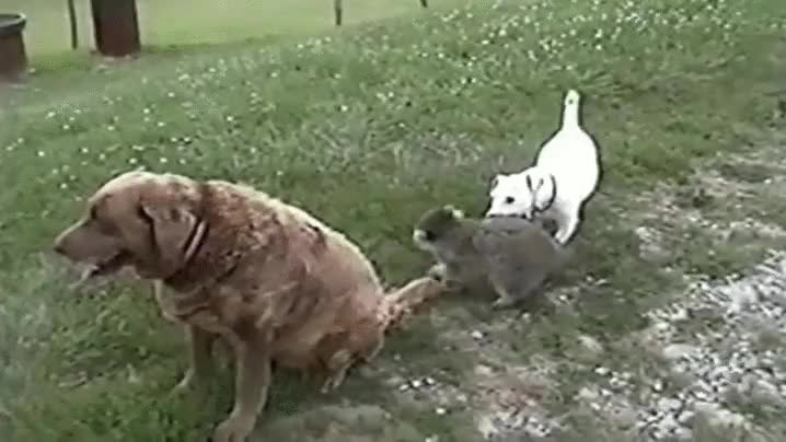 labrador,mapache,morder la cabeza,jugar,jugueton,perro