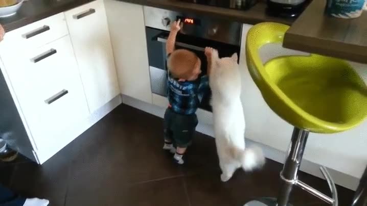 cuidar,canguro,horno,no tocar,ni&ntilde;o,sabe que es peligroso,morder,gato