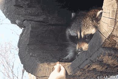 mapache,ofrecer,dar,coger,agradecido,que mono