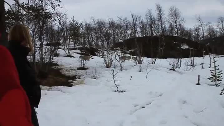 liberar,manada,lobos,animales salvajes,echar de menos,recordar