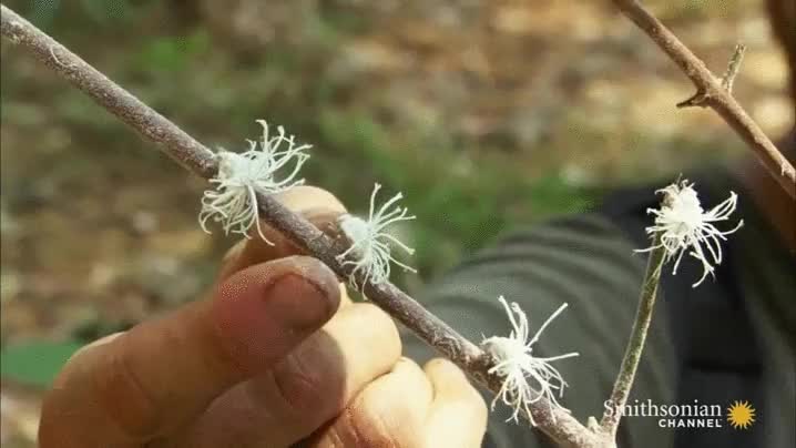 saltamontes,saltamonte ninfa,insecto,saltar,bicho,rama,camuflaje perfecto