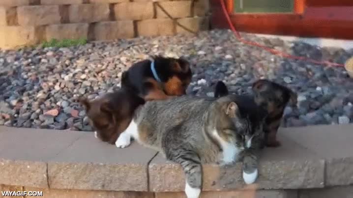 gatos,paciencia,cachorros,perros,jugar,al ataque