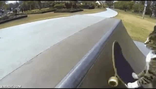 todo el d&iacute;a con el skate,gato,skater,subirse en el coche,sin soltar el skate