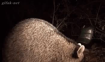 Mapache,en silencio,comer,grabados,quieto