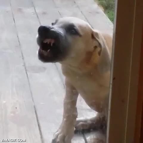 perro,cachorro,intentar,cristal,vidrio,ventana,cristalera,no poder morder