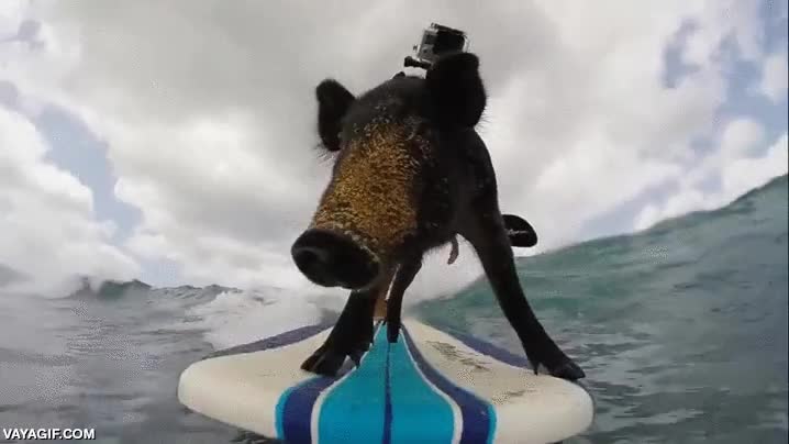 cerdo,jabal&iacute;,surfista,surf,tabla,gopro,buen equilibrio