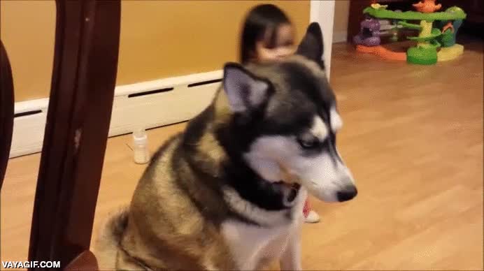 ¿Pero qué estás haciendo, pequeña humana? ¡No, déjame, yo te quiero! perro,husky,niña,tocar,coger,morro,jugar