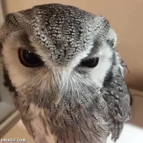 ajo,picar,lo mira como diciendo ¿qué me estás dando?,comer,no gustar,buho,lechuza