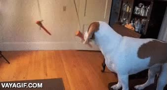 perro,ventilador,as&iacute; lo tienes entretenido todo el d&iacute;a,dar vueltas