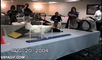 gallina,entrenada,adiestrada,slalom,rampa,gallo