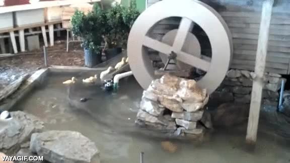 patos,patitos,jugar,tobogan,parque acuatico,deslizarse,se lo pasan bien