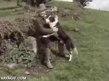 decorar,pastor,perro,rascar,picor,picar,restregarse