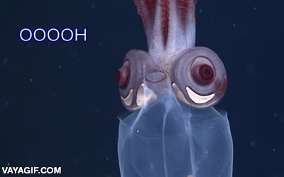 adorable,ojos,calamar,parece tierno siendo horrible,sepia