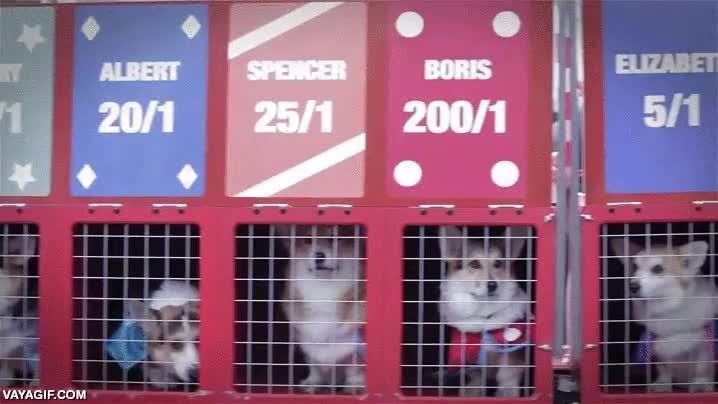 adorable,corgis,perro,carrera,correr,velocidad