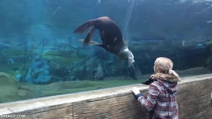 lanzar,play fetch,foca,agua,acuario,querer jugar,se deben aburrir muchisimo