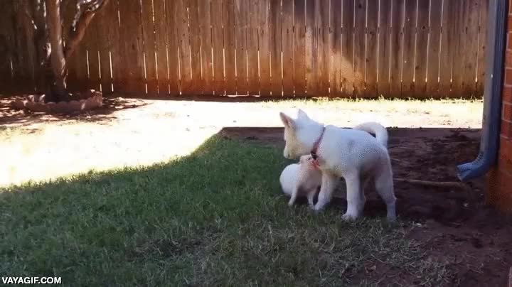 perro,cerdo,cerdito,jugar,best friends,cachorros